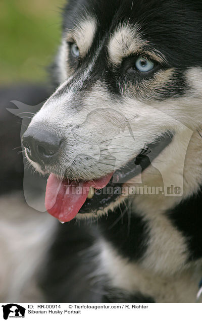 Siberian Husky Portrait / RR-00914