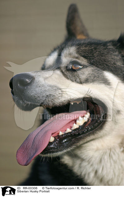 Siberian Husky Portrait / RR-00306