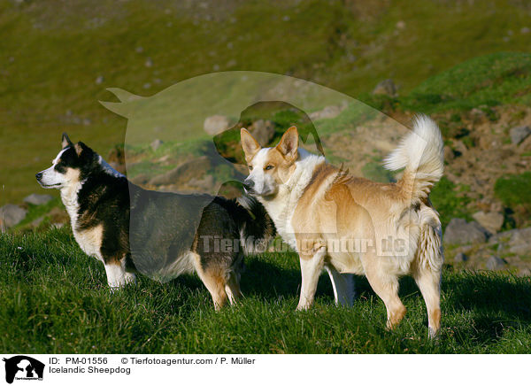 Islandhund / Icelandic Sheepdog / PM-01556