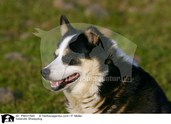 Islandhund / Icelandic Sheepdog / PM-01566