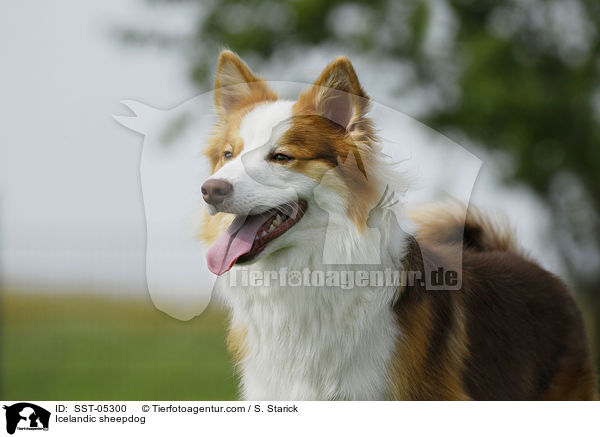 Icelandic sheepdog / SST-05300