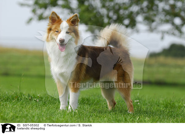 Islandhund / Icelandic sheepdog / SST-05302