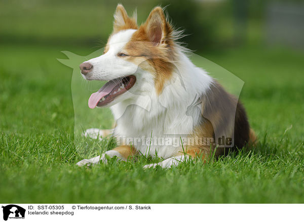 Icelandic sheepdog / SST-05305