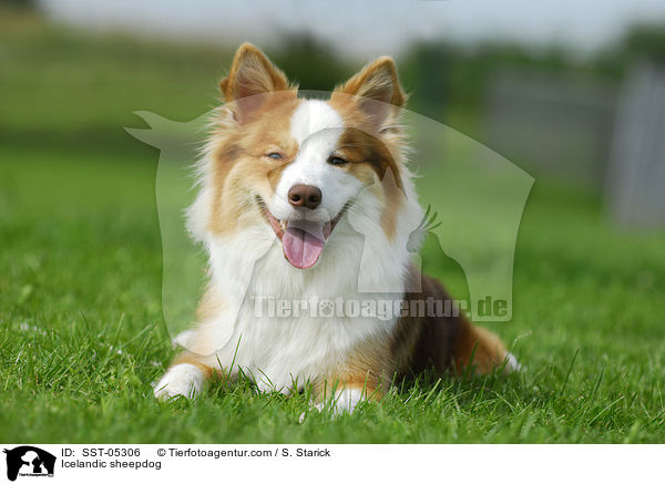 Islandhund / Icelandic sheepdog / SST-05306