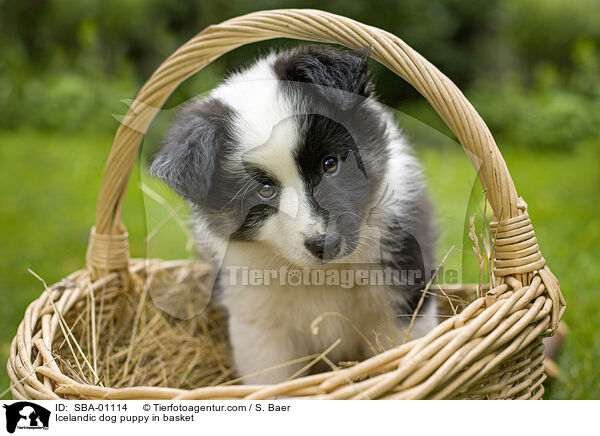 Icelandic dog puppy in basket / SBA-01114