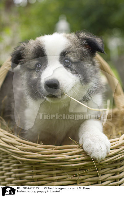 Icelandic dog puppy in basket / SBA-01122