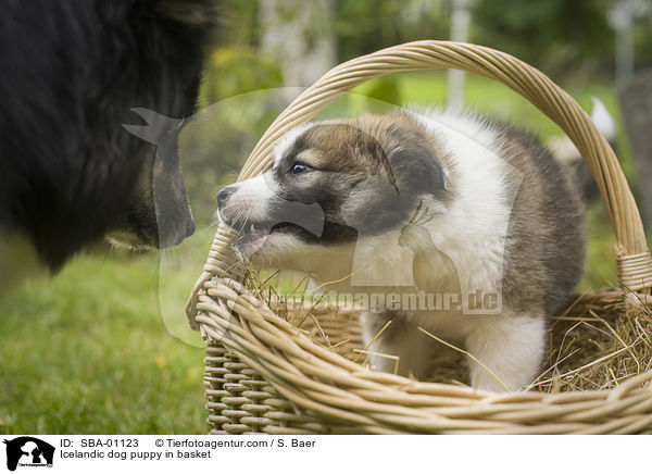 Icelandic dog puppy in basket / SBA-01123