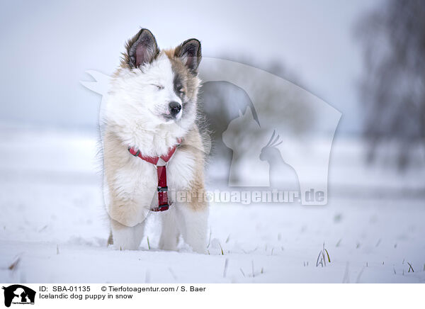 Icelandic dog puppy in snow / SBA-01135