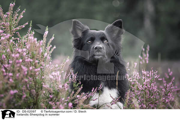 Icelandic Sheepdog in summer / DS-02097