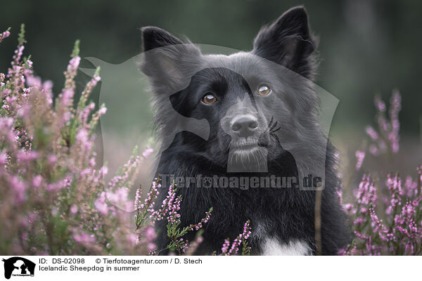 Icelandic Sheepdog in summer / DS-02098