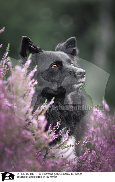 Islandhund im Sommer / Icelandic Sheepdog in summer / DS-02187