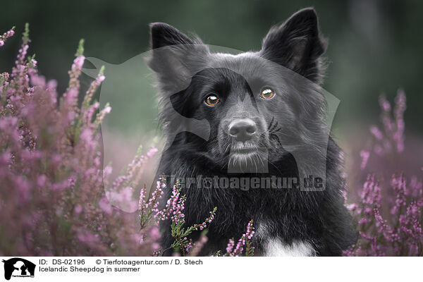 Islandhund im Sommer / Icelandic Sheepdog in summer / DS-02196