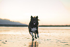 Icelandic Sheepdog at the beach