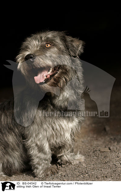 sitting Irish Glen of Imaal Terrier / BS-04542
