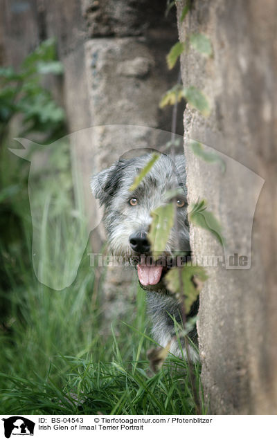 Irish Glen of Imaal Terrier Portrait / BS-04543