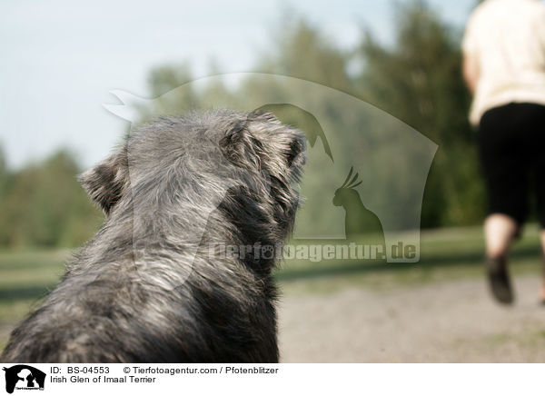 Irish Glen of Imaal Terrier / BS-04553