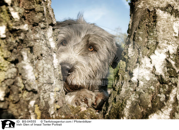 Irish Glen of Imaal Terrier Portrait / BS-04555
