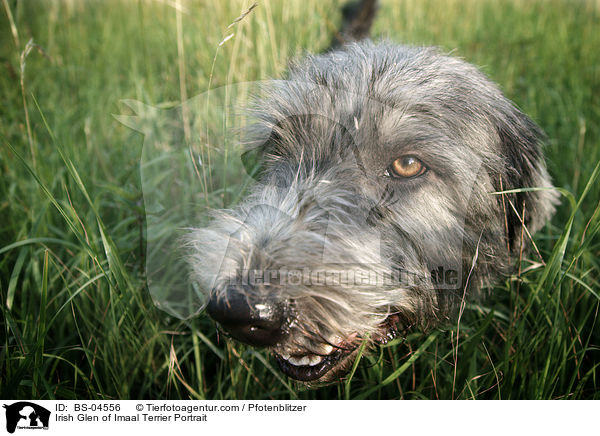 Irish Glen of Imaal Terrier Portrait / BS-04556