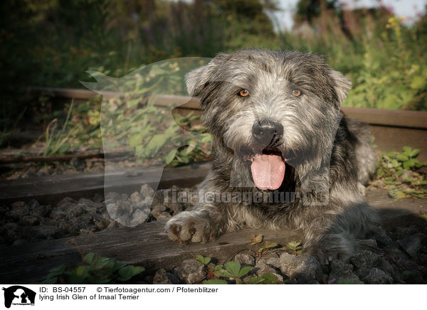 lying Irish Glen of Imaal Terrier / BS-04557
