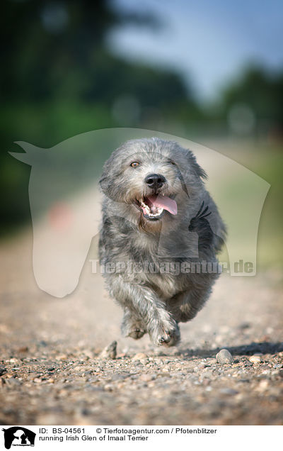 running Irish Glen of Imaal Terrier / BS-04561