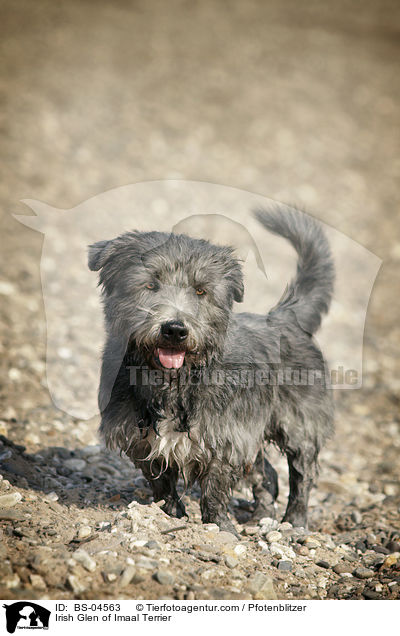 Irish Glen of Imaal Terrier / BS-04563