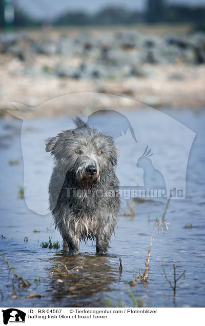 bathing Irish Glen of Imaal Terrier / BS-04567