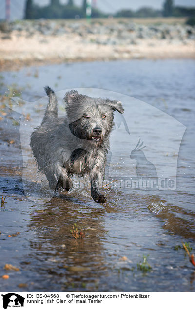 running Irish Glen of Imaal Terrier / BS-04568
