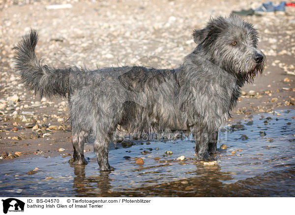 bathing Irish Glen of Imaal Terrier / BS-04570
