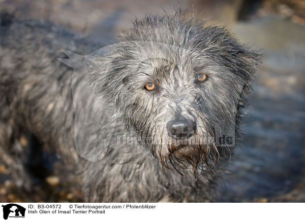 Irish Glen of Imaal Terrier Portrait / BS-04572