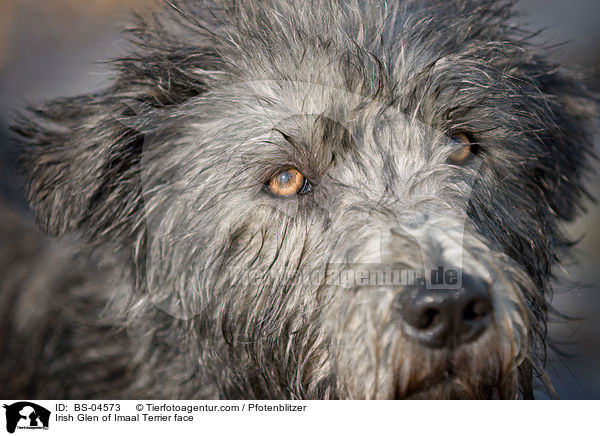 Irish Glen of Imaal Terrier face / BS-04573