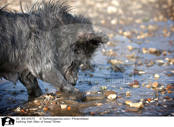 bathing Irish Glen of Imaal Terrier / BS-04575