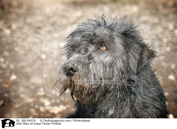 Irish Glen of Imaal Terrier Portrait / BS-04579