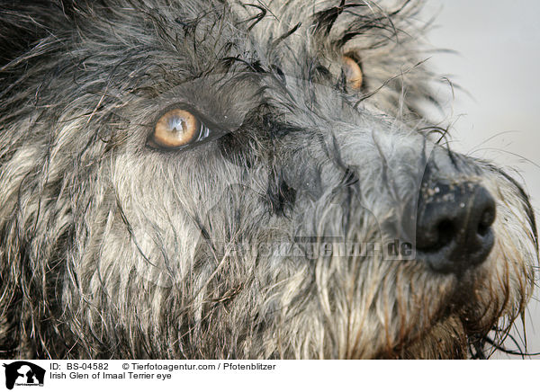 Irish Glen of Imaal Terrier eye / BS-04582
