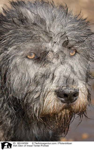 Irish Glen of Imaal Terrier Portrait / BS-04584