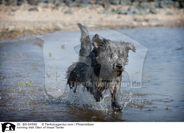 running Irish Glen of Imaal Terrier / BS-04586