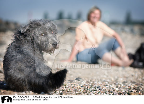 sitting Irish Glen of Imaal Terrier / BS-04588