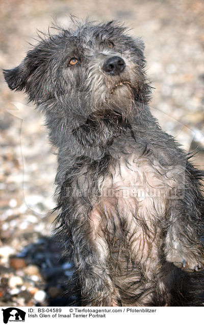 Irish Glen of Imaal Terrier Portrait / BS-04589
