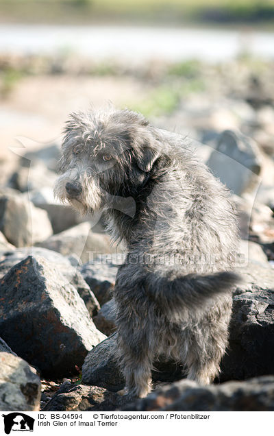 Irish Glen of Imaal Terrier / BS-04594