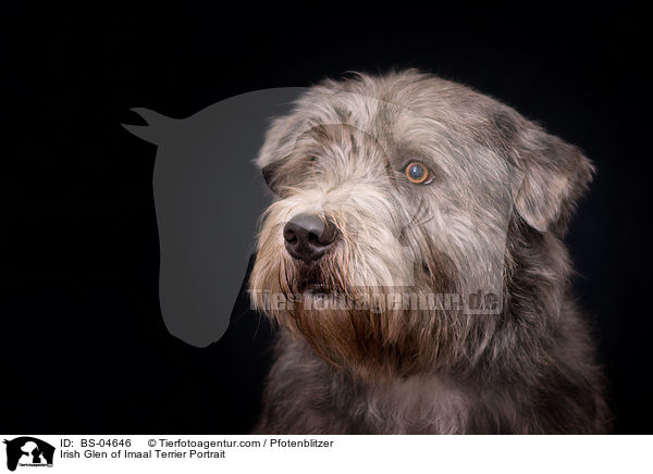 Irish Glen of Imaal Terrier Portrait / BS-04646