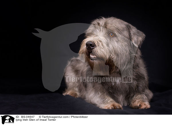 lying Irish Glen of Imaal Terrier / BS-04647