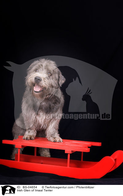 Irish Glen of Imaal Terrier / BS-04654