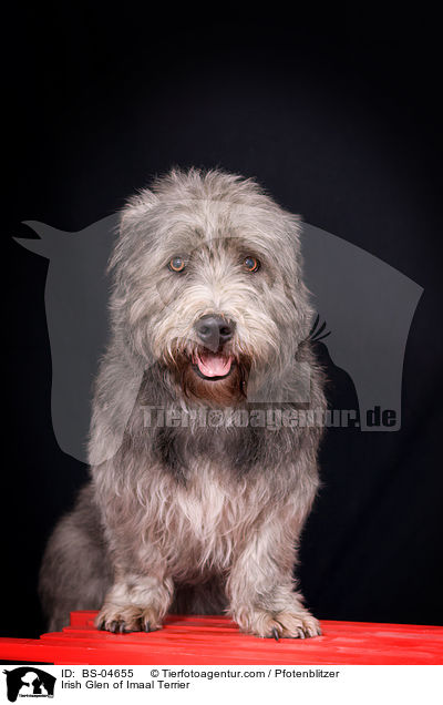 Irish Glen of Imaal Terrier / BS-04655