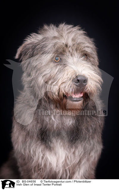 Irish Glen of Imaal Terrier Portrait / BS-04656
