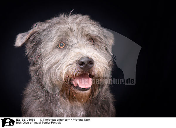 Irish Glen of Imaal Terrier Portrait / BS-04658