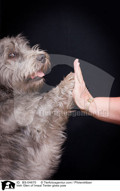 Irish Glen of Imaal Terrier gives paw / BS-04670