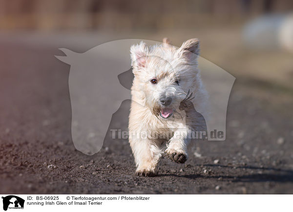 rennender Irish Glen of Imaal Terrier / running Irish Glen of Imaal Terrier / BS-06925