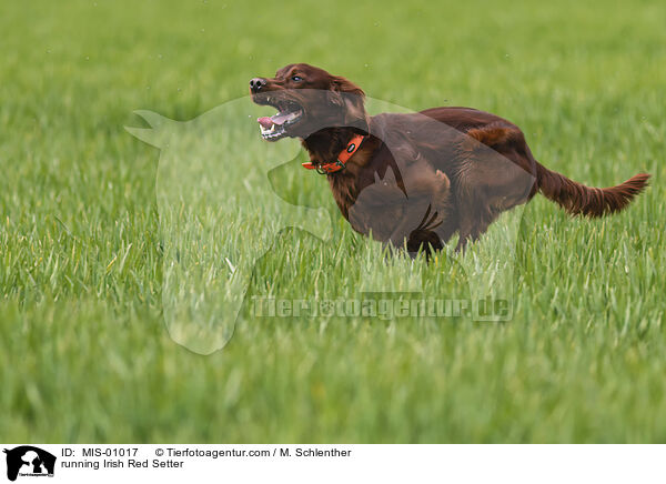 running Irish Red Setter / MIS-01017