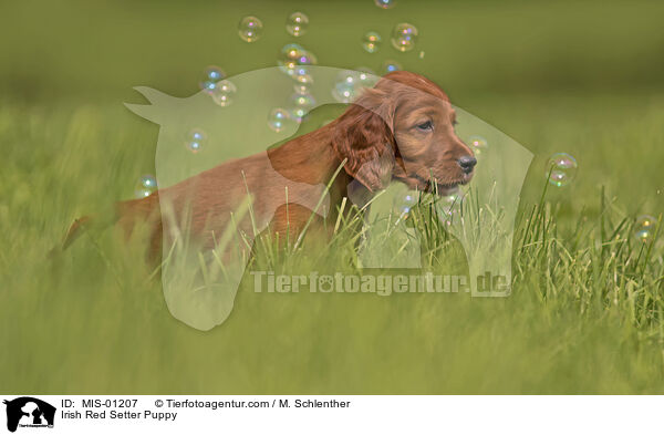 Irish Red Setter Puppy / MIS-01207