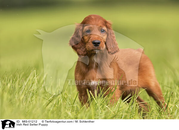 Irish Red Setter Puppy / MIS-01212