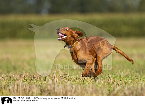 young Irish Red Setter / MIS-01451